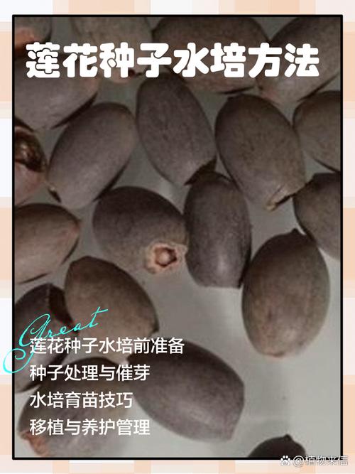 金莲花种子怎么种，金莲花的种植技术？-第5张图片-优品飞百科