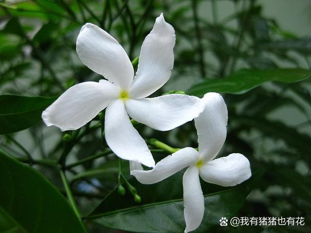 狗牙花什么时候开花，狗牙花开花香吗-第1张图片-优品飞百科