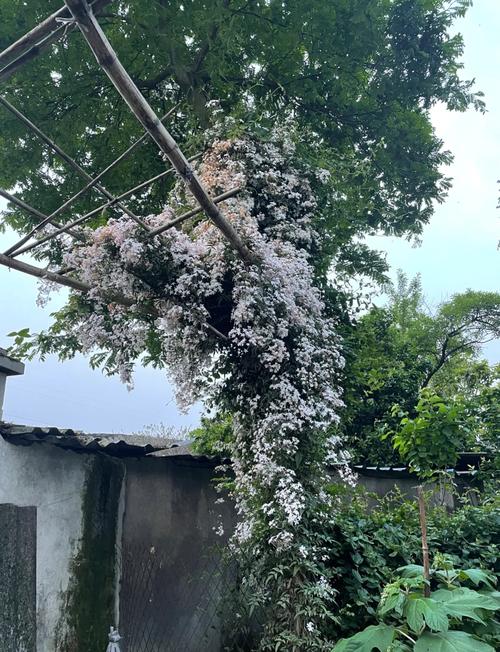 狗牙花什么时候开花，狗牙花开花香吗-第2张图片-优品飞百科