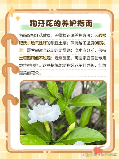 狗牙花什么时候开花，狗牙花开花香吗-第3张图片-优品飞百科