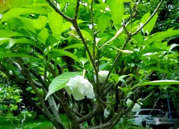 狗牙花什么时候开花，狗牙花开花香吗-第4张图片-优品飞百科