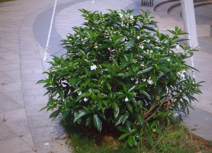 狗牙花什么时候开花，狗牙花开花香吗-第5张图片-优品飞百科