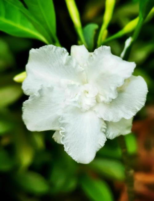 狗牙花什么时候开花，狗牙花开花香吗-第6张图片-优品飞百科