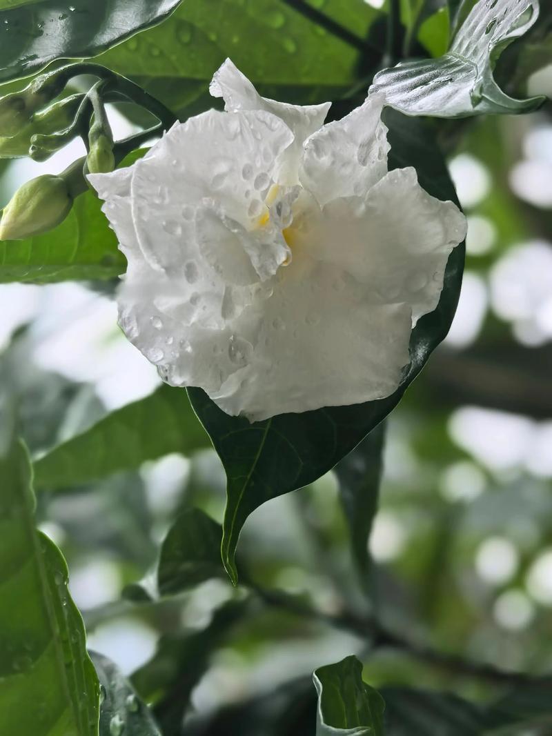 狗牙花什么时候开花，狗牙花开花香吗-第7张图片-优品飞百科