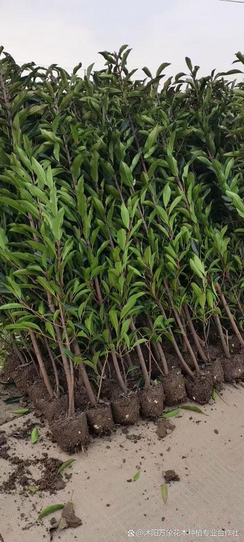 法国冬青和冬青的区别，法国冬青费用？