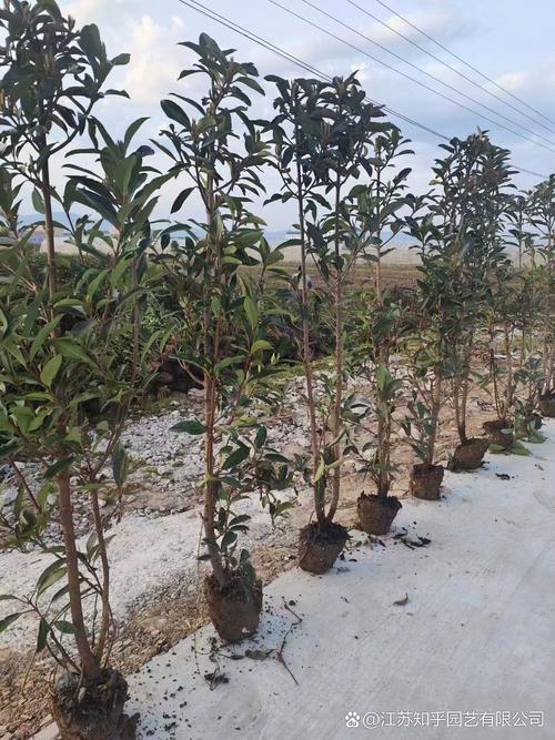 法国冬青和冬青的区别，法国冬青费用？-第3张图片-优品飞百科