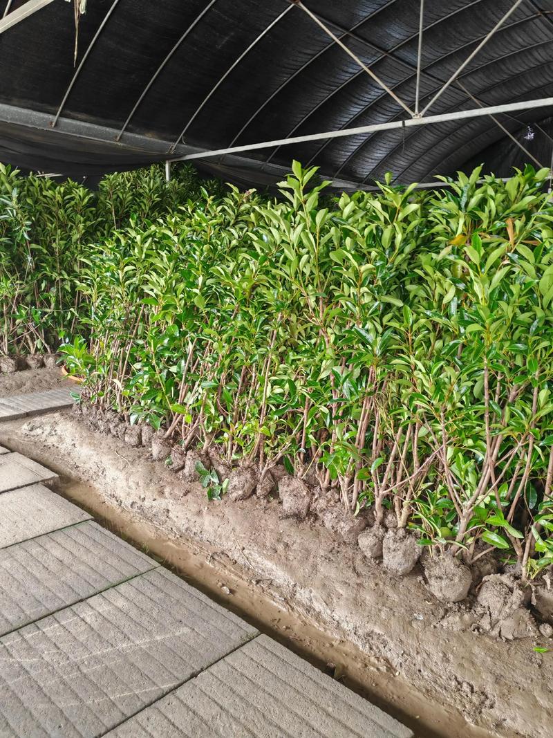 法国冬青和冬青的区别，法国冬青费用？-第4张图片-优品飞百科