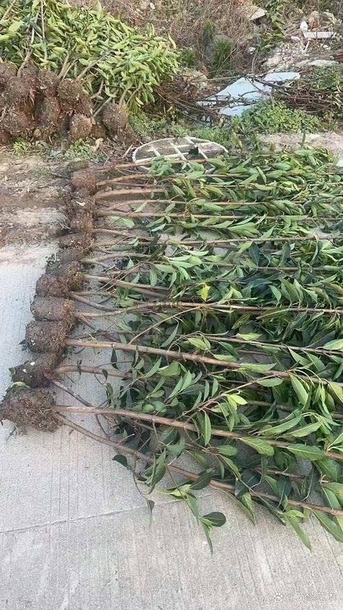 法国冬青和冬青的区别，法国冬青费用？-第5张图片-优品飞百科