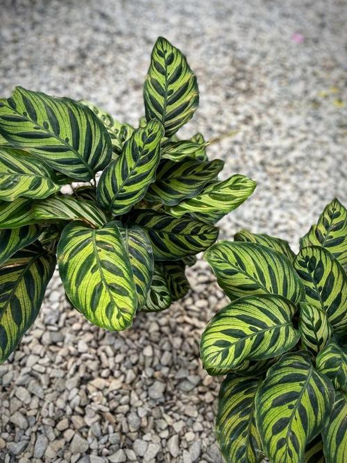 孔雀竹芋开花吗？孔雀竹芋开花吗一年发几次芽？