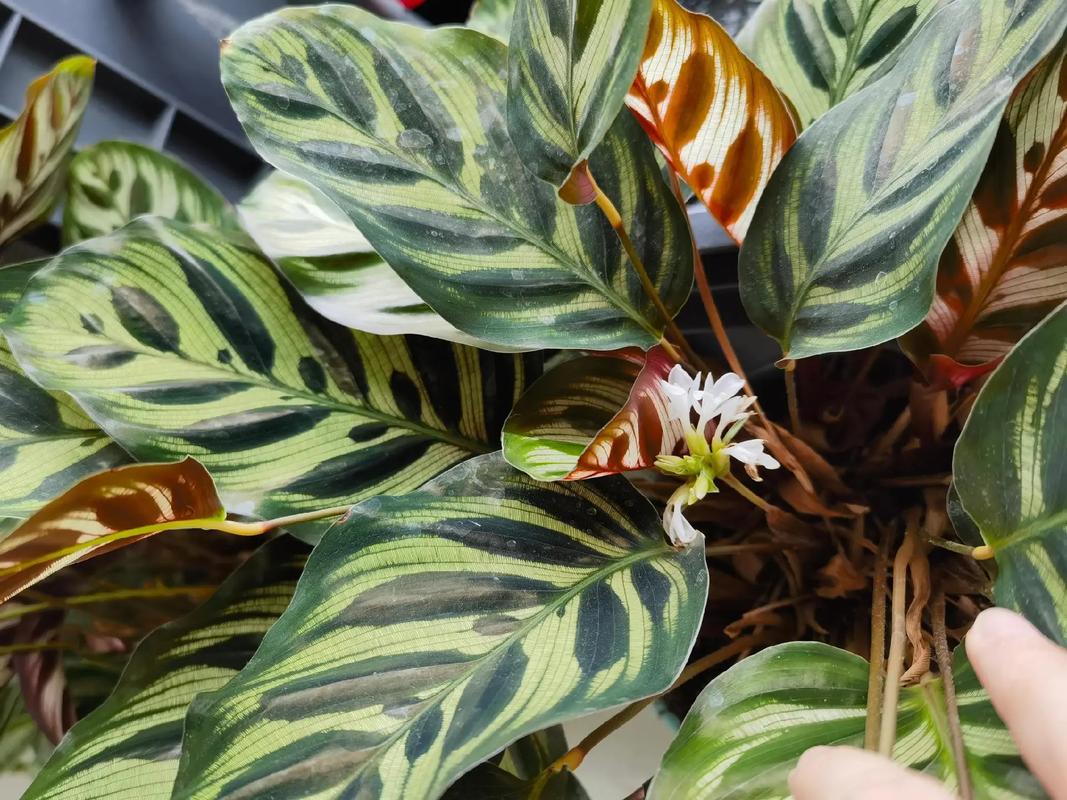 孔雀竹芋开花吗？孔雀竹芋开花吗一年发几次芽？-第3张图片-优品飞百科