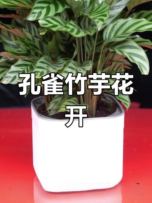 孔雀竹芋开花吗？孔雀竹芋开花吗一年发几次芽？-第4张图片-优品飞百科