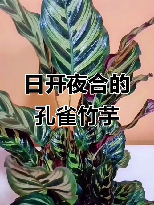 孔雀竹芋开花吗？孔雀竹芋开花吗一年发几次芽？-第5张图片-优品飞百科