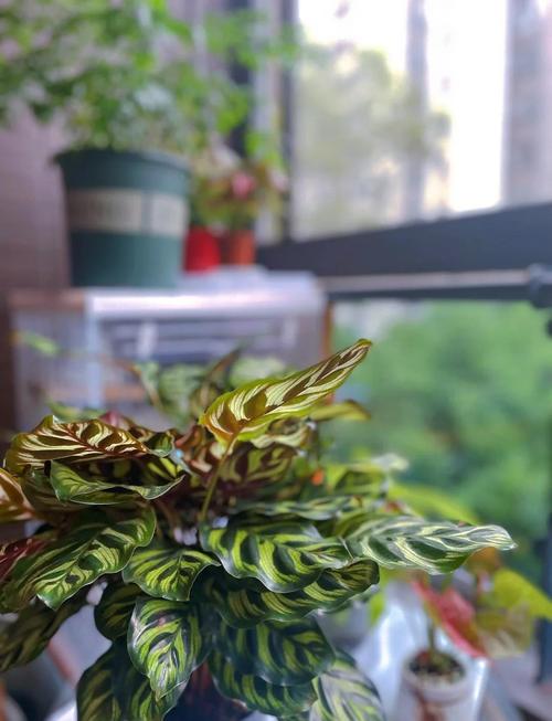 孔雀竹芋开花吗？孔雀竹芋开花吗一年发几次芽？-第6张图片-优品飞百科