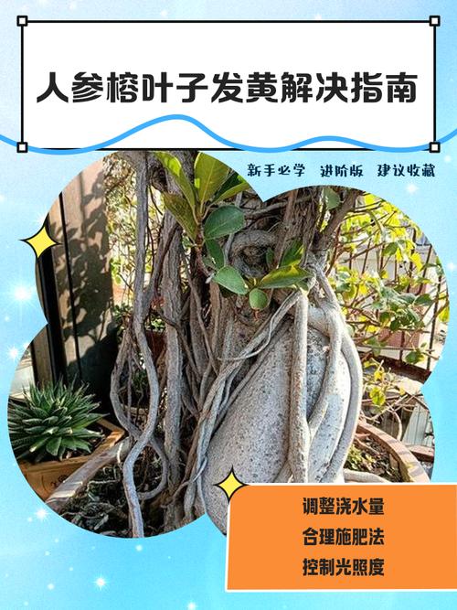 人参榕掉叶子怎么办？人参榕落叶干尖怎么办？