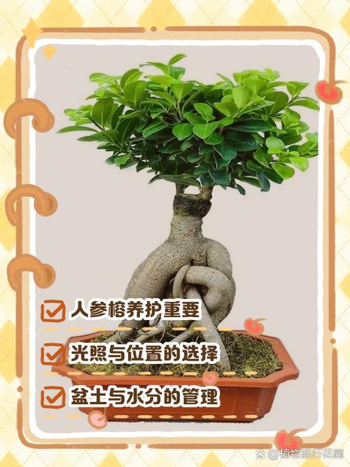 人参榕掉叶子怎么办？人参榕落叶干尖怎么办？-第2张图片-优品飞百科