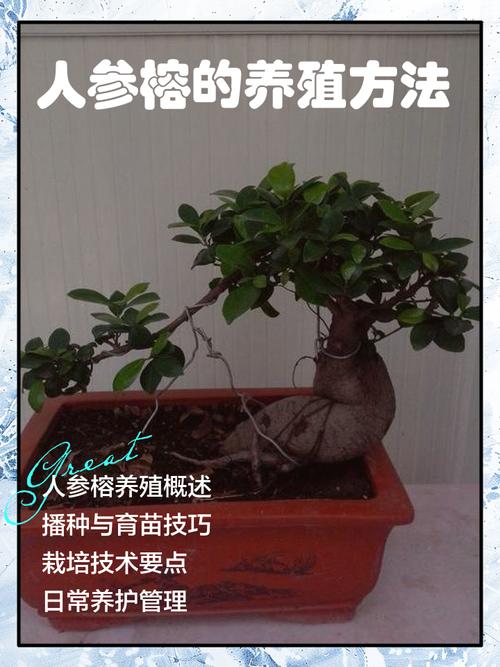 人参榕掉叶子怎么办？人参榕落叶干尖怎么办？-第4张图片-优品飞百科