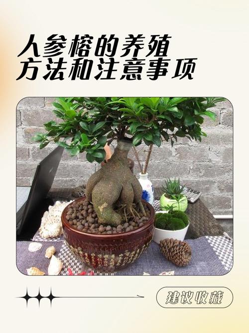 人参榕掉叶子怎么办？人参榕落叶干尖怎么办？-第5张图片-优品飞百科