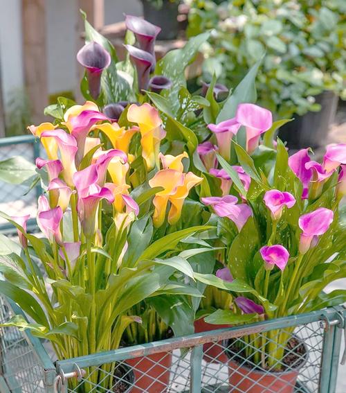 彩色马蹄莲的养殖方法和注意事项，彩色马蹄莲的养殖方法有哪些？