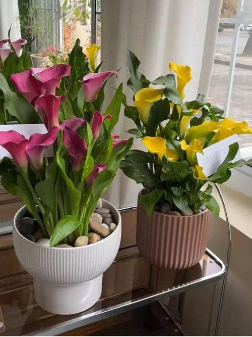 彩色马蹄莲的养殖方法和注意事项，彩色马蹄莲的养殖方法有哪些？-第2张图片-优品飞百科