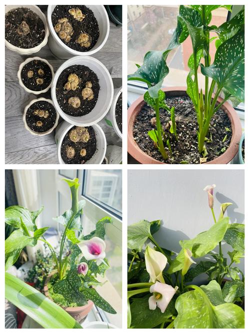 彩色马蹄莲的养殖方法和注意事项，彩色马蹄莲的养殖方法有哪些？-第3张图片-优品飞百科