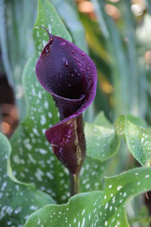 彩色马蹄莲的养殖方法和注意事项，彩色马蹄莲的养殖方法有哪些？-第4张图片-优品飞百科