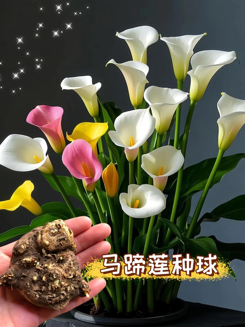 彩色马蹄莲的养殖方法和注意事项，彩色马蹄莲的养殖方法有哪些？-第5张图片-优品飞百科