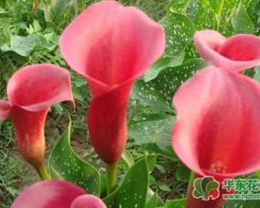 彩色马蹄莲的养殖方法和注意事项，彩色马蹄莲的养殖方法有哪些？-第6张图片-优品飞百科