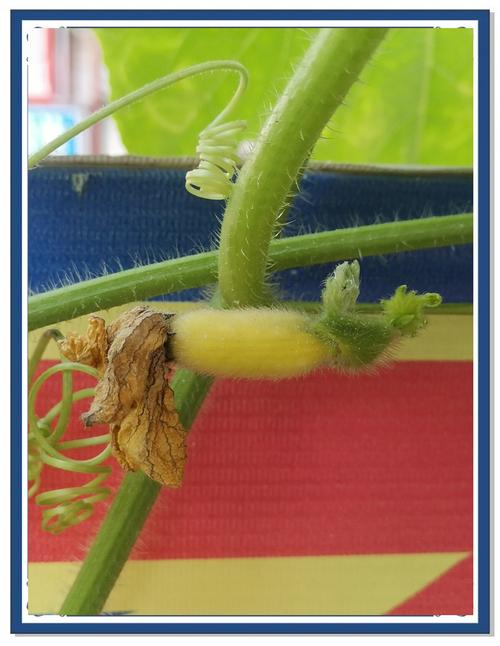 黄瓜化瓜是什么原因？黄瓜化瓜是什么原因怎样快速解决？-第1张图片-优品飞百科