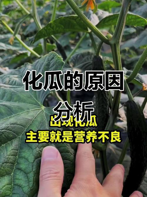黄瓜化瓜是什么原因？黄瓜化瓜是什么原因怎样快速解决？-第2张图片-优品飞百科