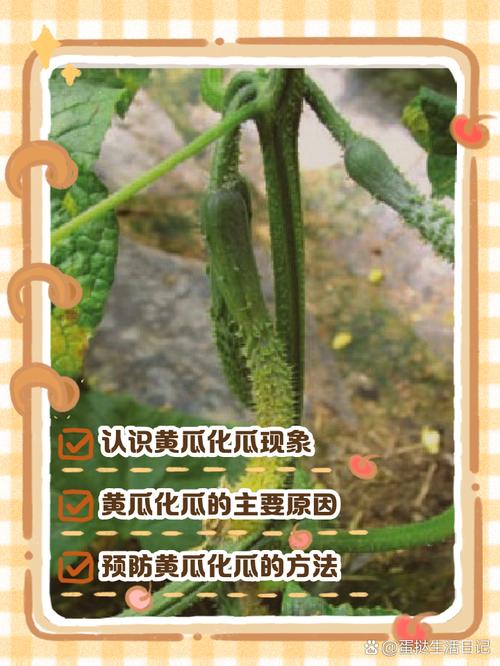 黄瓜化瓜是什么原因？黄瓜化瓜是什么原因怎样快速解决？-第3张图片-优品飞百科