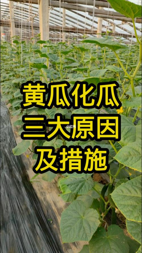 黄瓜化瓜是什么原因？黄瓜化瓜是什么原因怎样快速解决？-第4张图片-优品飞百科