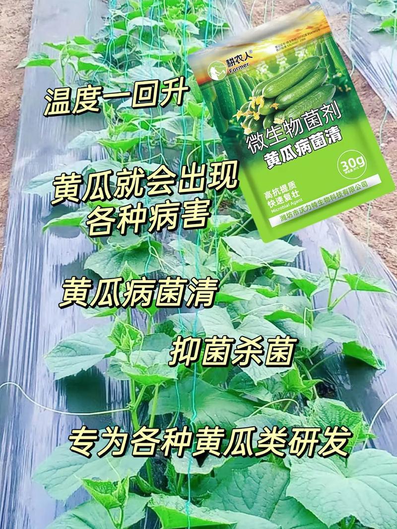 黄瓜化瓜是什么原因？黄瓜化瓜是什么原因怎样快速解决？-第5张图片-优品飞百科