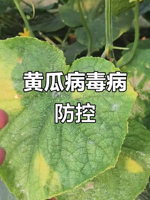 黄瓜化瓜是什么原因？黄瓜化瓜是什么原因怎样快速解决？-第6张图片-优品飞百科