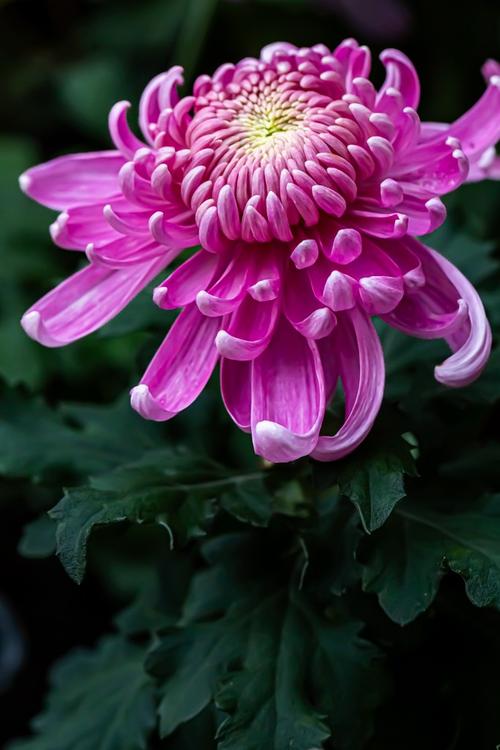 秋天种这3种花卉，秋天要种什么花？