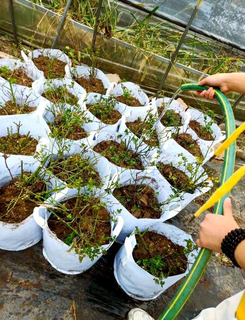 秋天种这3种花卉，秋天要种什么花？-第2张图片-优品飞百科