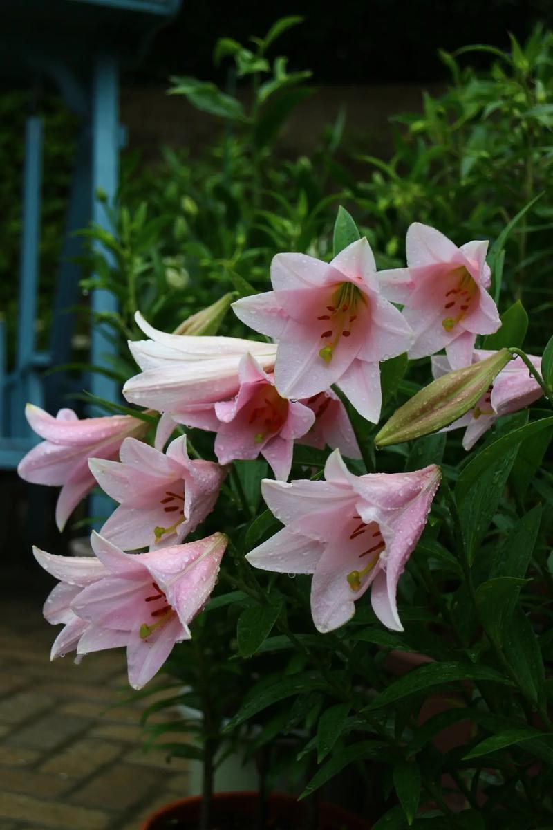 秋天种这3种花卉，秋天要种什么花？-第3张图片-优品飞百科