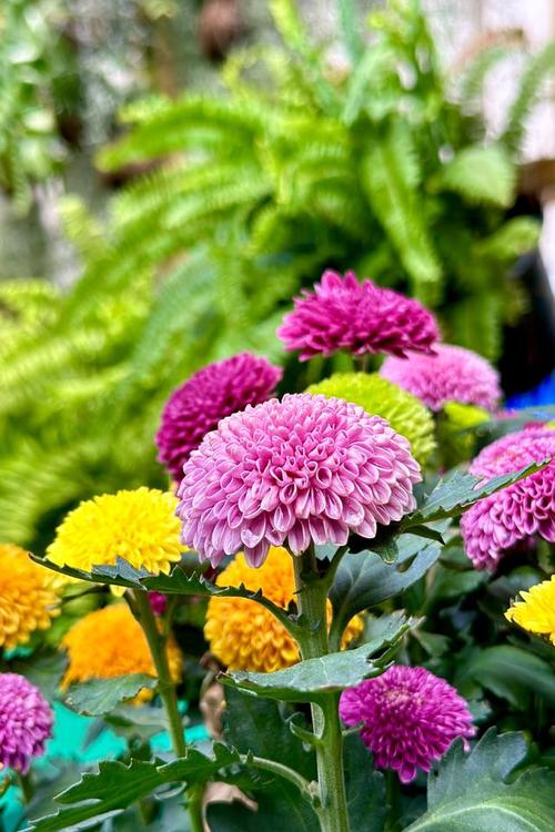 秋天种这3种花卉，秋天要种什么花？-第4张图片-优品飞百科