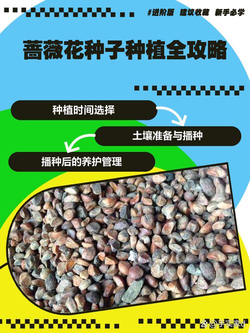 秋天种这3种花卉，秋天要种什么花？-第5张图片-优品飞百科