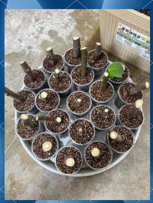 秋天种这3种花卉，秋天要种什么花？-第6张图片-优品飞百科