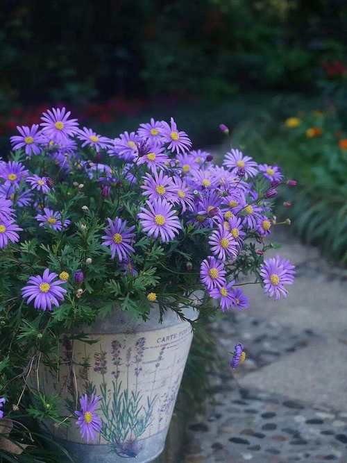 秋天种这3种花卉，秋天要种什么花？-第7张图片-优品飞百科