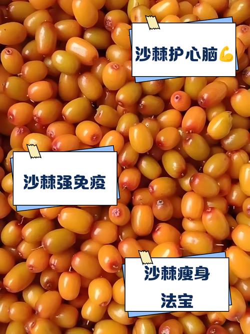 沙棘的病虫害及其防治？沙棘果有虫子吗？