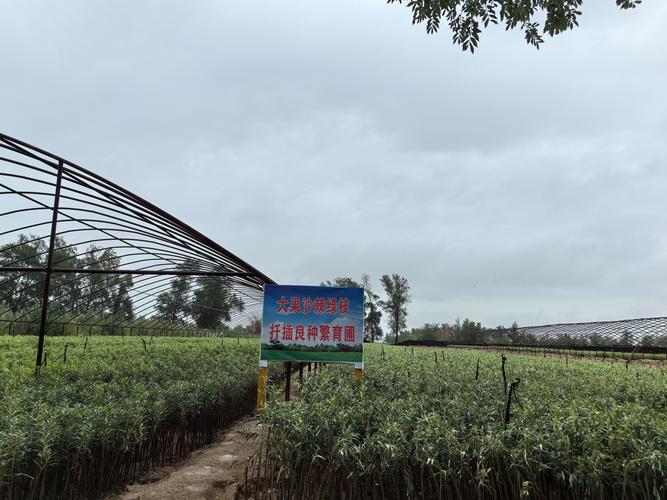 沙棘的病虫害及其防治？沙棘果有虫子吗？-第2张图片-优品飞百科