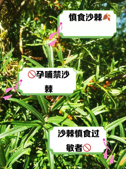 沙棘的病虫害及其防治？沙棘果有虫子吗？-第4张图片-优品飞百科