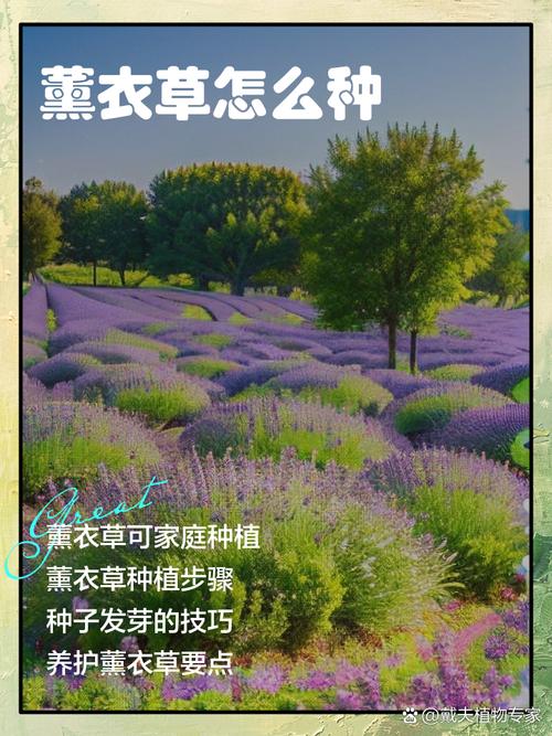 薰衣草夏天怎么浇水？薰衣草夏天浇水过多怎么办？