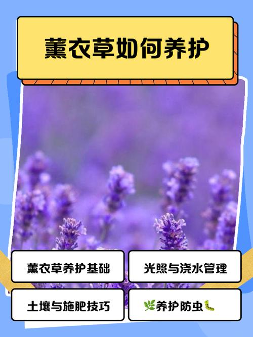 薰衣草夏天怎么浇水?薰衣草夏天浇水过多怎么办?-第2张图片-优品飞百科 薰衣草夏天怎么浇水?薰衣草夏天浇水过多怎么办?-第2张图片-优品飞百科