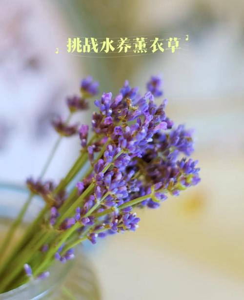 薰衣草夏天怎么浇水?薰衣草夏天浇水过多怎么办?-第3张图片-优品飞百科 薰衣草夏天怎么浇水?薰衣草夏天浇水过多怎么办?-第3张图片-优品飞百科