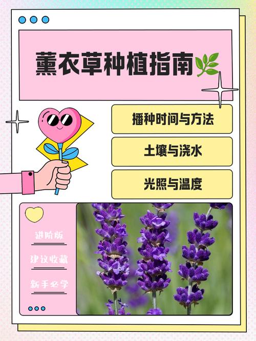 薰衣草夏天怎么浇水?薰衣草夏天浇水过多怎么办?-第4张图片-优品飞百科 薰衣草夏天怎么浇水?薰衣草夏天浇水过多怎么办?-第4张图片-优品飞百科