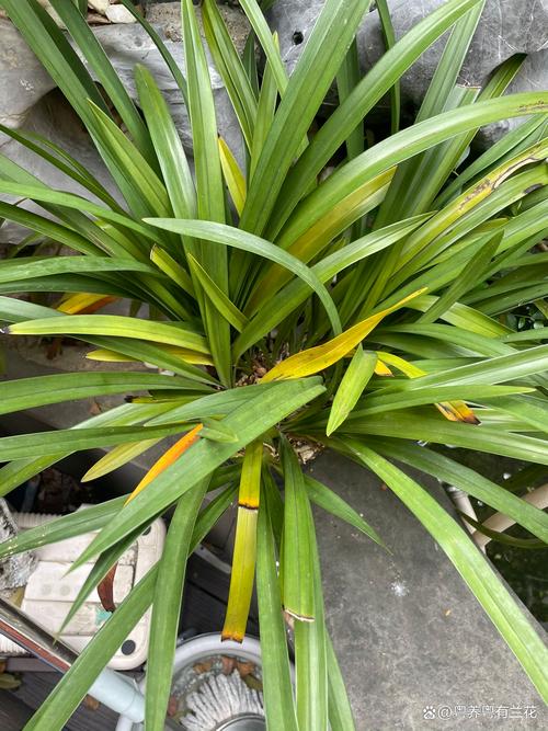 石蒜黄叶的原因和处理办法，石蒜叶子发黄原因-第4张图片-优品飞百科