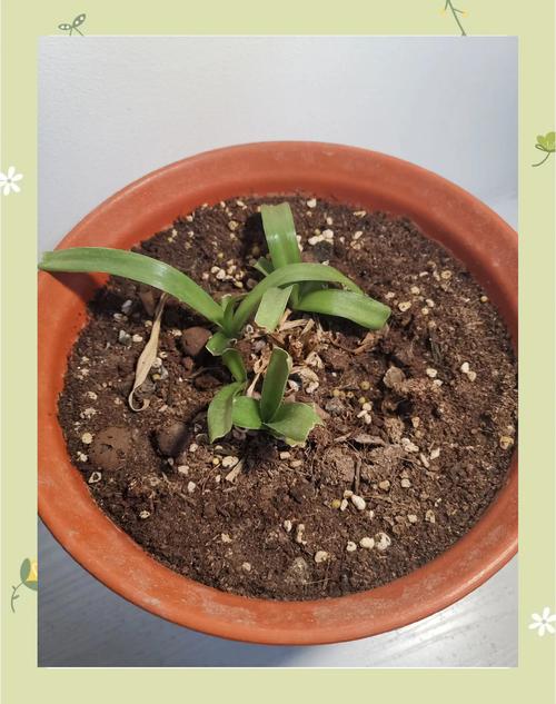 石蒜黄叶的原因和处理办法，石蒜叶子发黄原因-第5张图片-优品飞百科