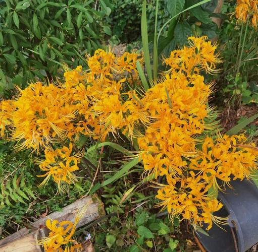 石蒜黄叶的原因和处理办法，石蒜叶子发黄原因-第6张图片-优品飞百科